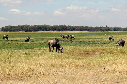 Kenia (163)